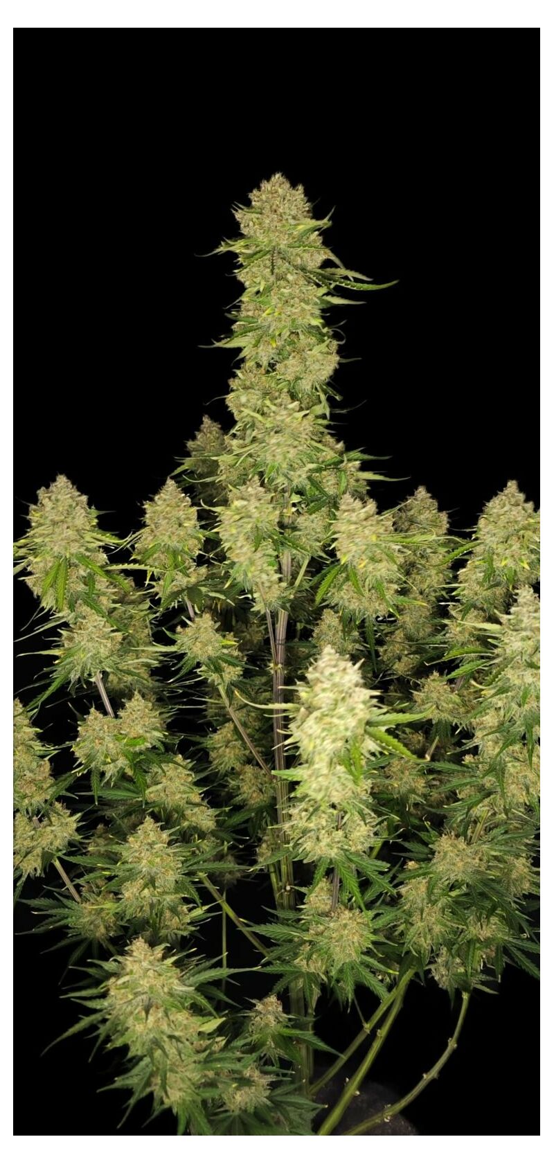 Guava Auto, Фасовка: 5, изображение 7